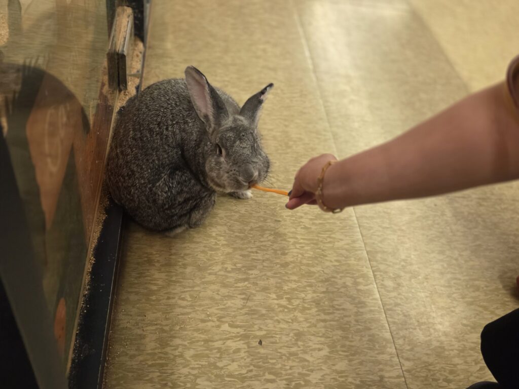 쥬라리움 세종점 아이와 토끼 먹이주기 체험